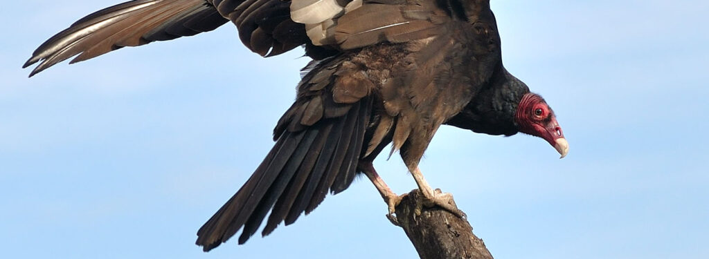 turkey vulture perced on a tree