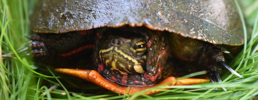 turtle hiding inside shell
