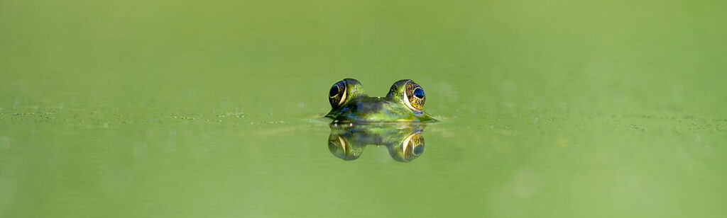 frog in the water, just his eyes visible above the water line