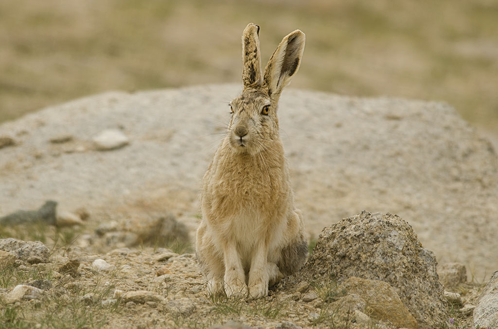 hare sits staring, his two big ears sticking up straight