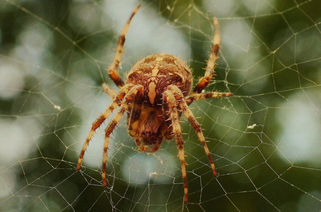 brown spider in web