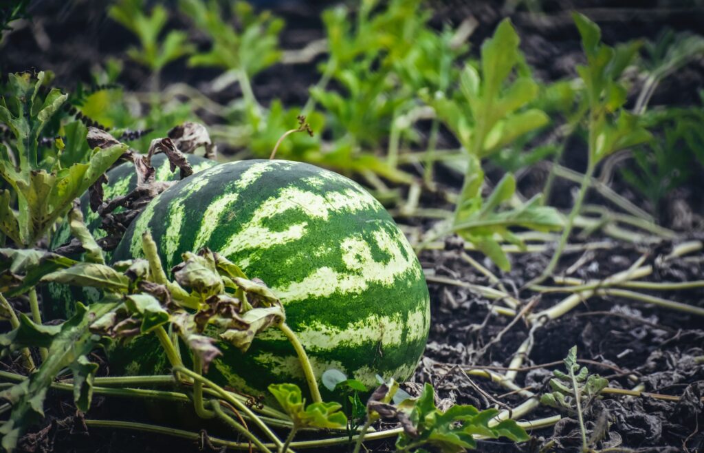 watermelon growing in a watermelon patch
