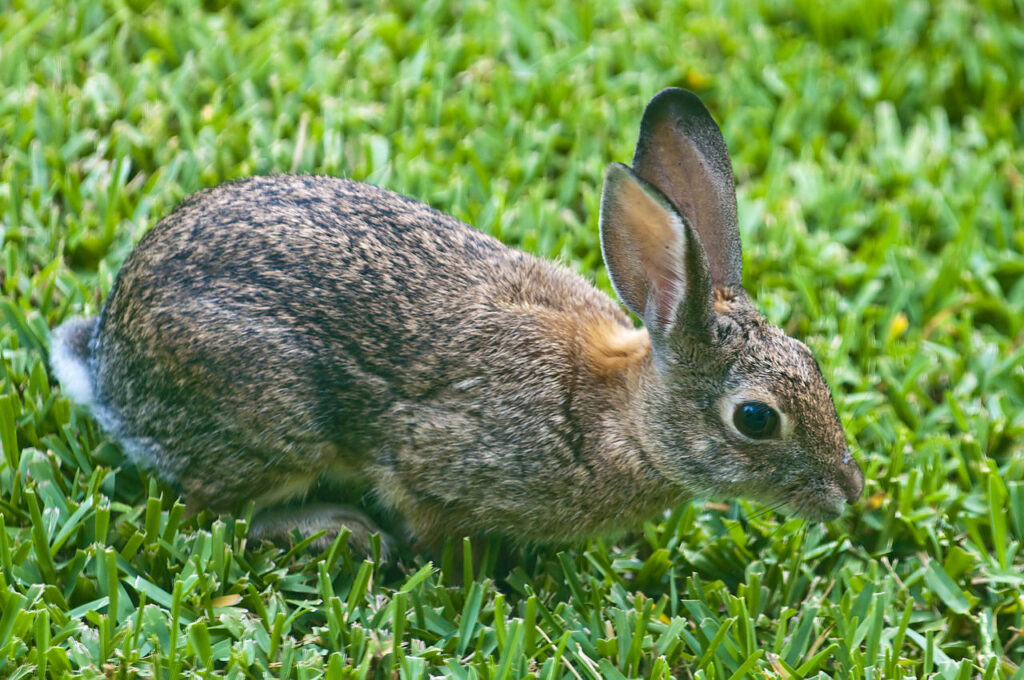 rabbit nibbling grass