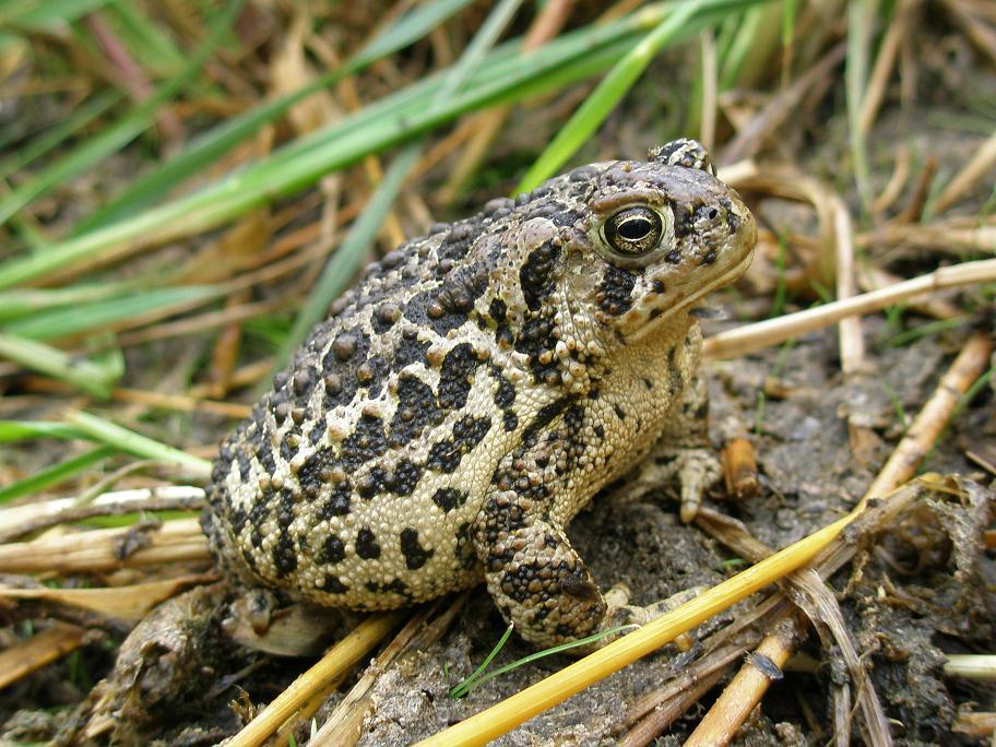 toad with spotted skin