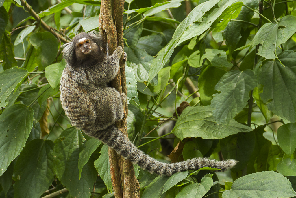 marmoset monkey with long tail in tree