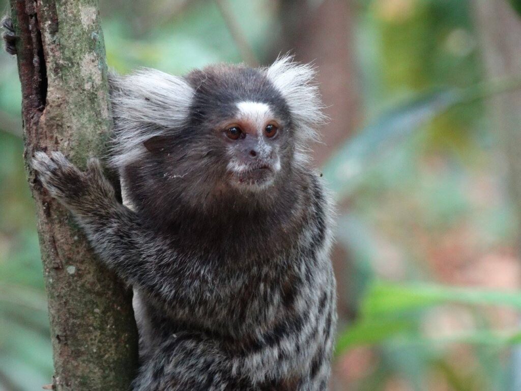 small black monkey with white ears in tree