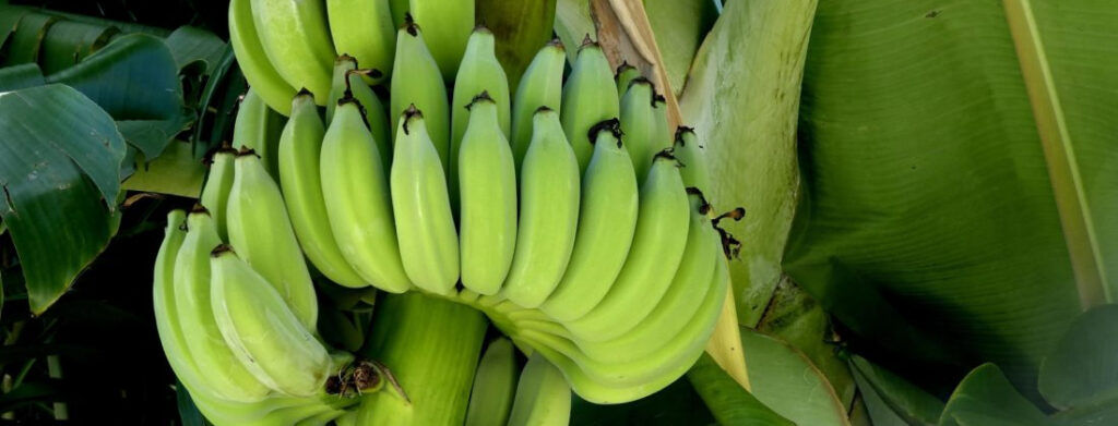 bananas ripening in the tree