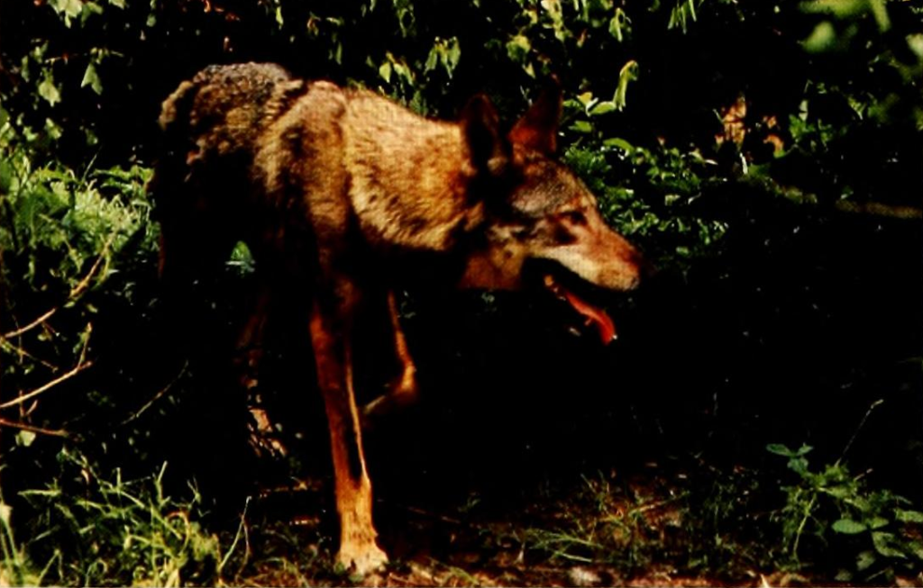 red wolf walking in forest
