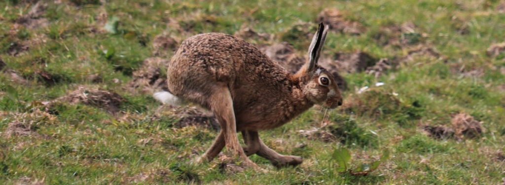 hare running at top speed