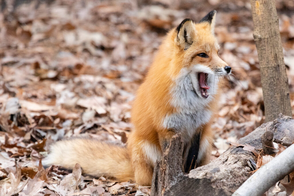 photo of fox with mouth wide open