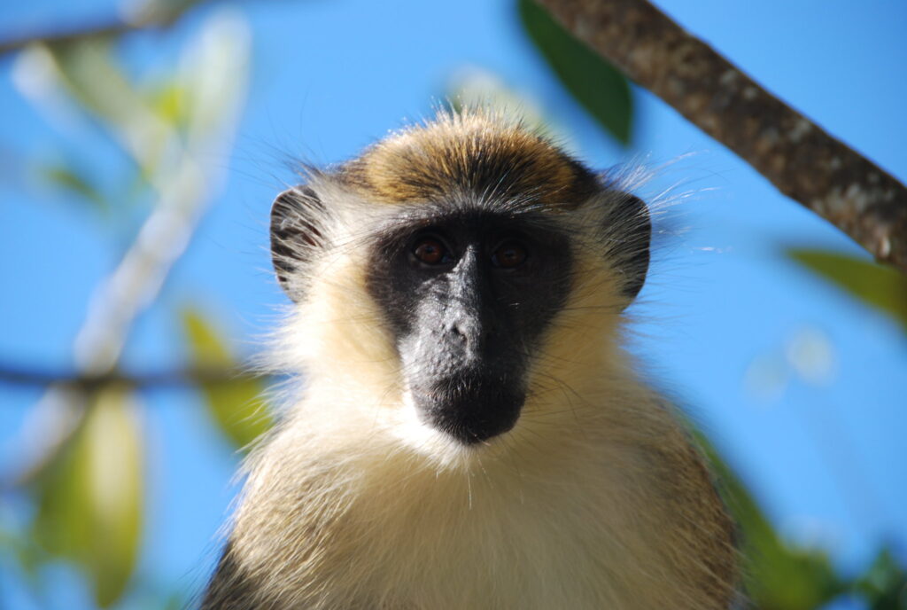 monkey staring straight at the camera
