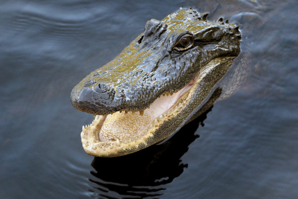 alligator in the water