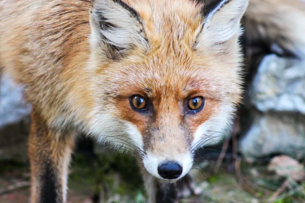 photo of red fox staring at the camera