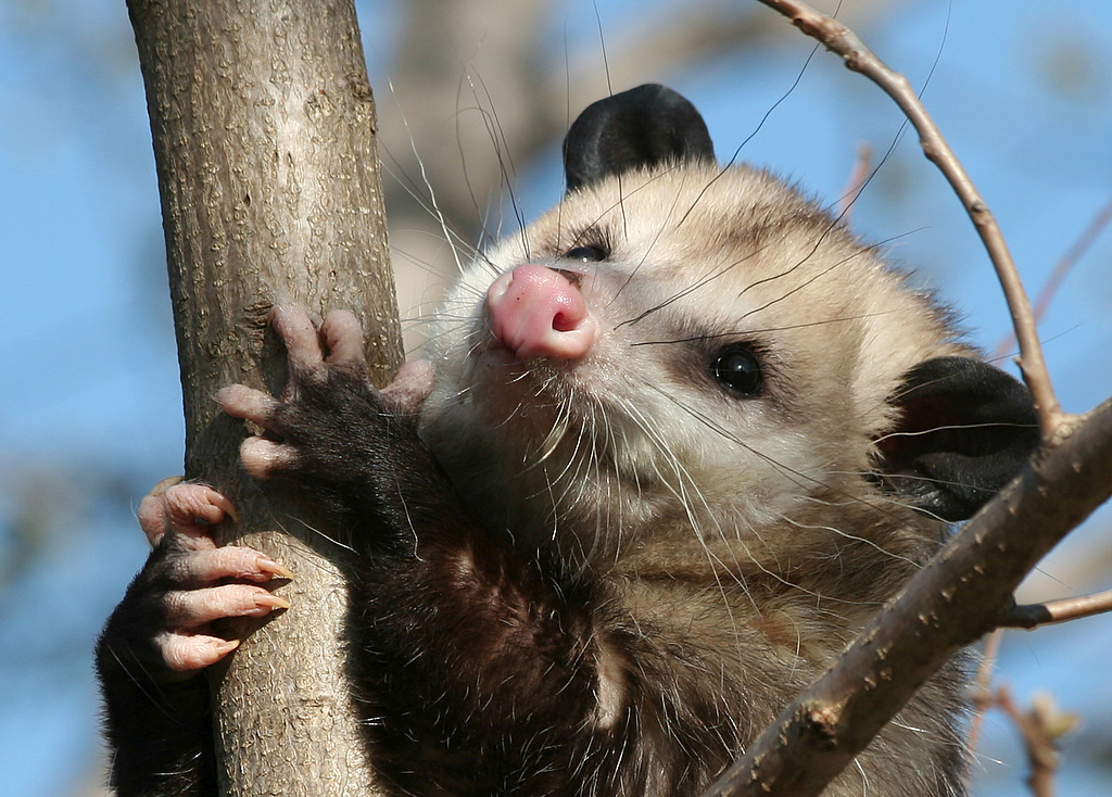 possum on a branch