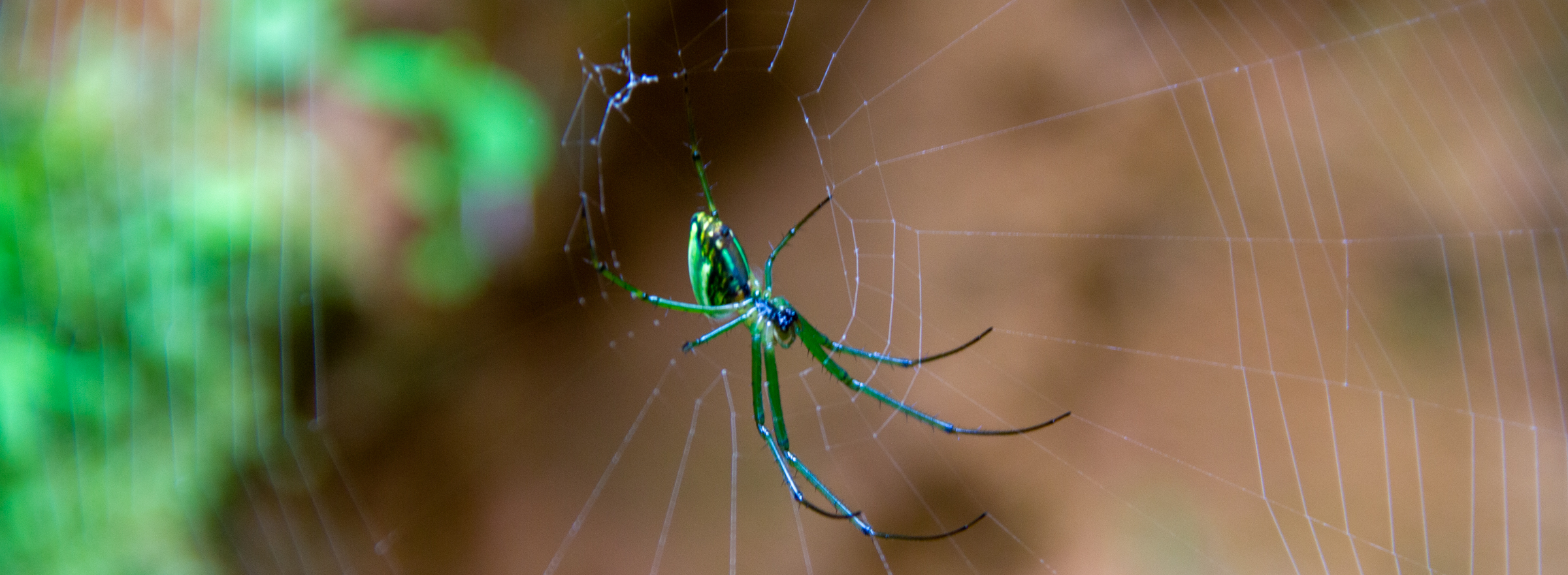 green spider in web