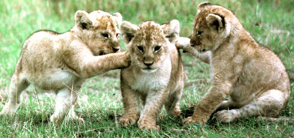 three lion cubs playing