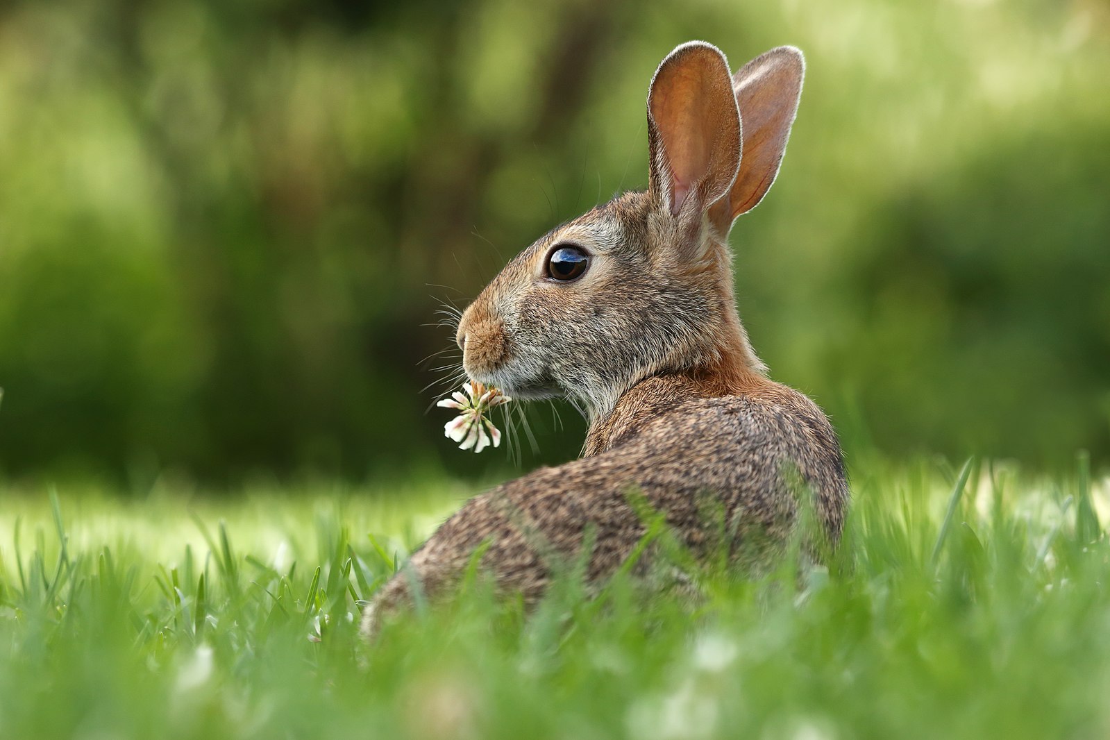 rabbit in a field nibbling on a flower