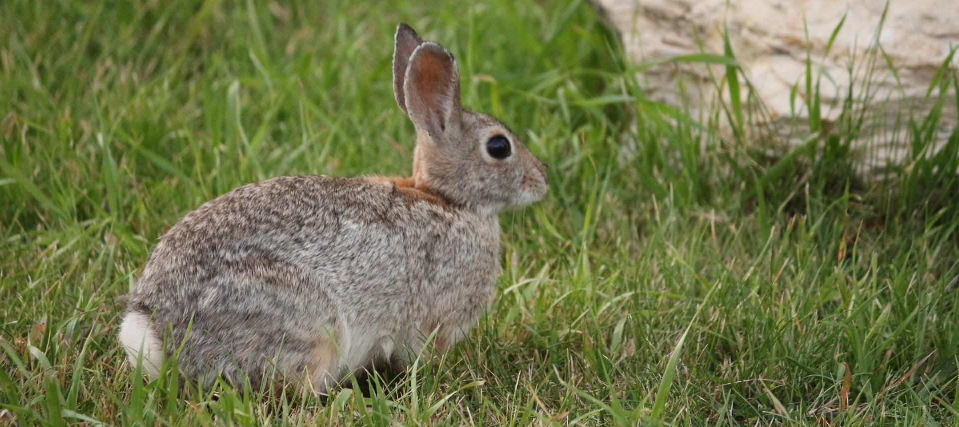 cotton-tail rabbit in the grass