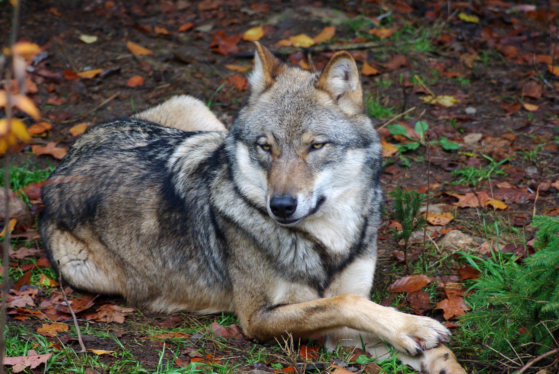 wolf lying on ground, one paw over the other